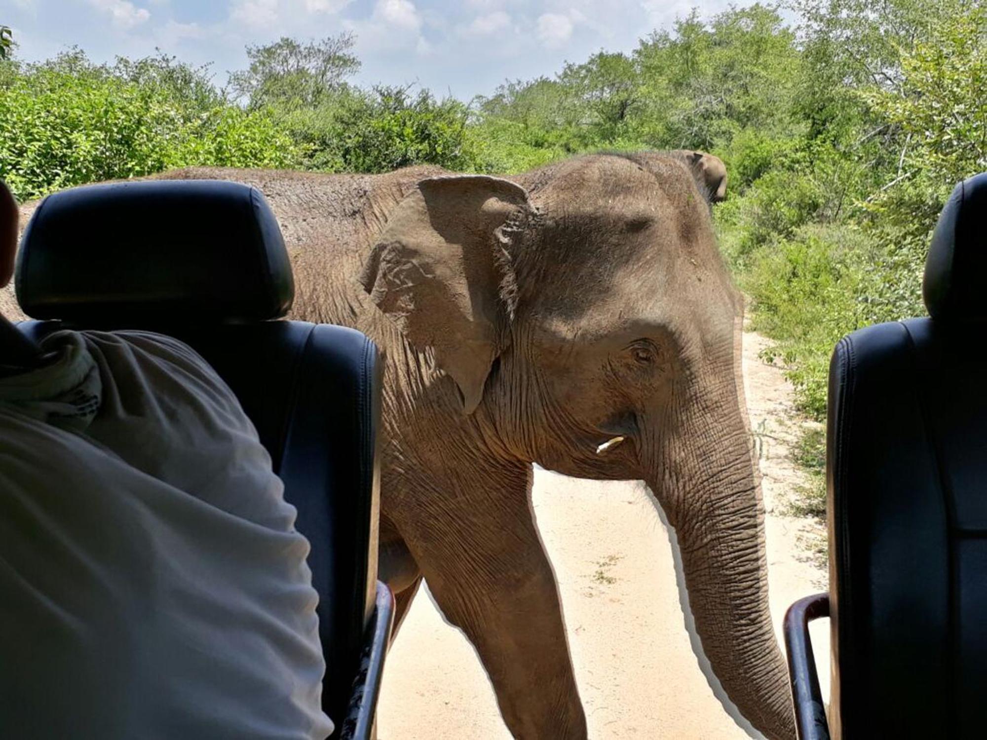 Hotel Big Game Udawalawe - By Eco Team Zewnętrze zdjęcie