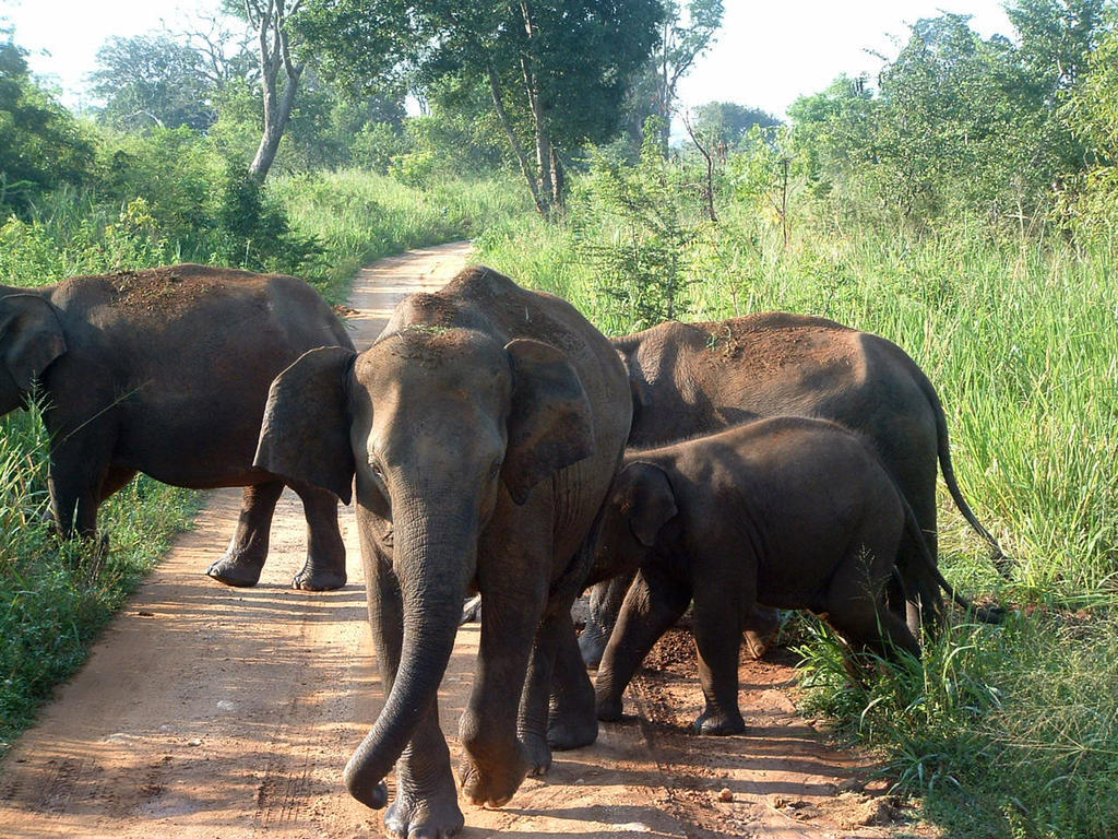Hotel Big Game Udawalawe - By Eco Team Zewnętrze zdjęcie