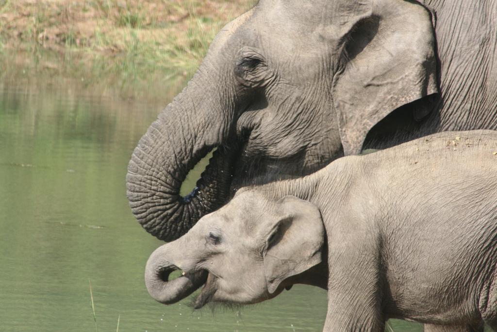 Hotel Big Game Udawalawe - By Eco Team Zewnętrze zdjęcie