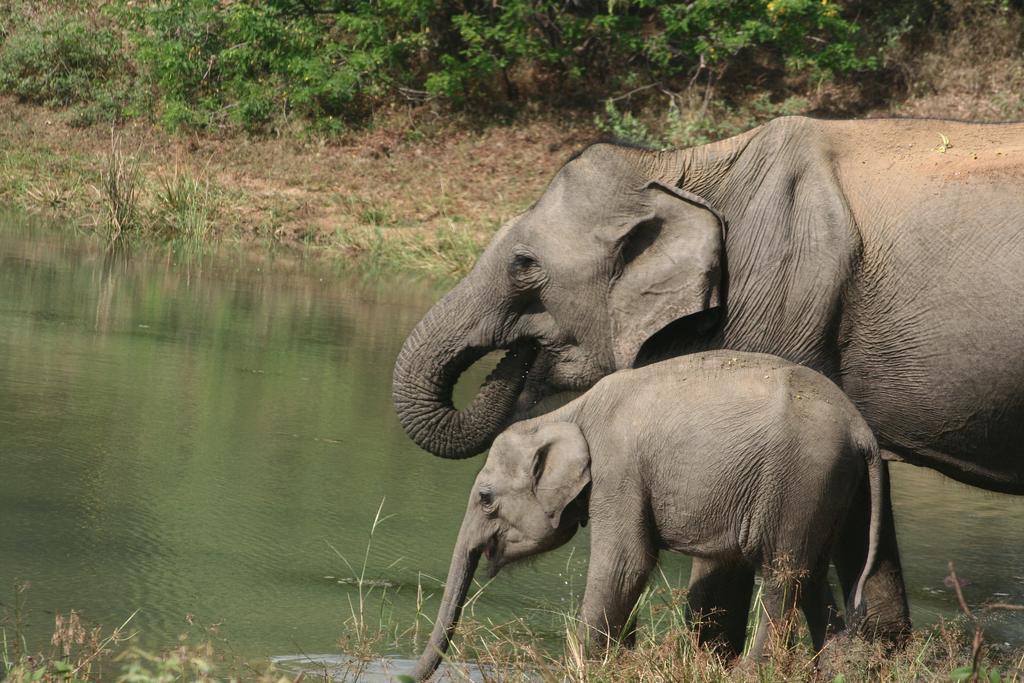 Hotel Big Game Udawalawe - By Eco Team Zewnętrze zdjęcie