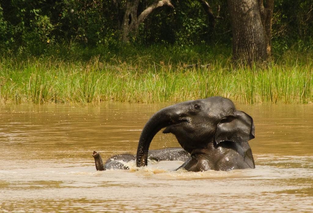 Hotel Big Game Udawalawe - By Eco Team Zewnętrze zdjęcie
