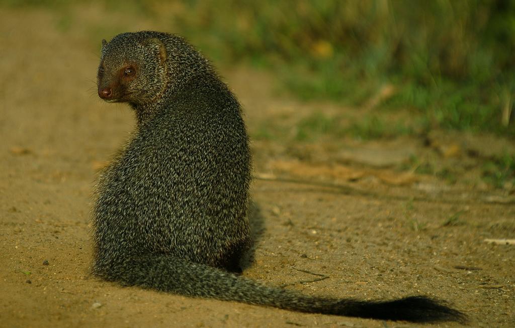 Hotel Big Game Udawalawe - By Eco Team Zewnętrze zdjęcie