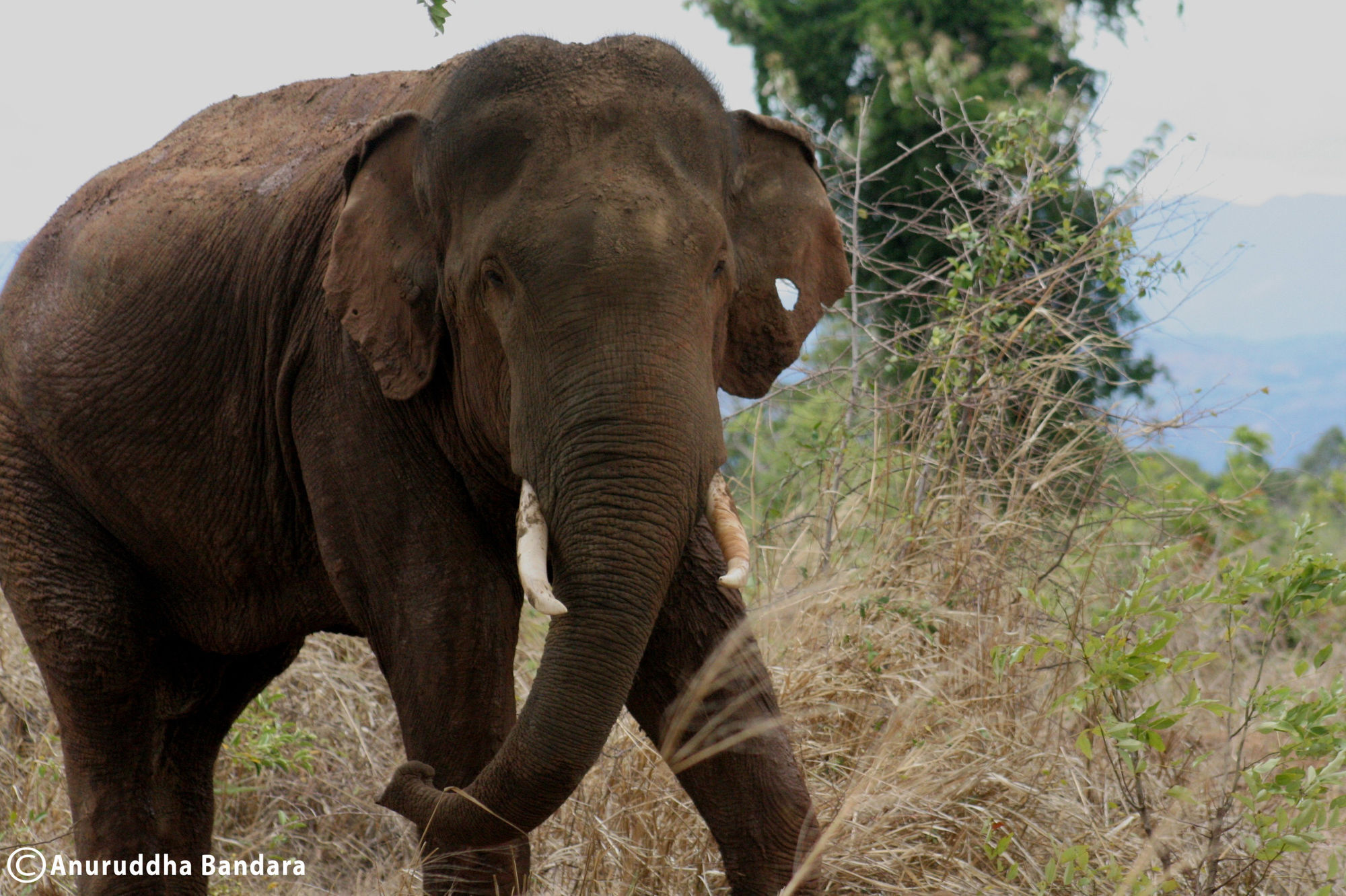 Hotel Big Game Udawalawe - By Eco Team Zewnętrze zdjęcie